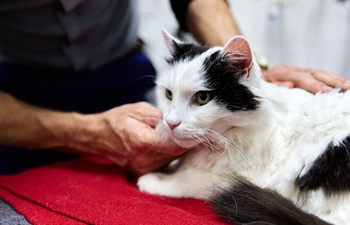 Common Challenges We Address