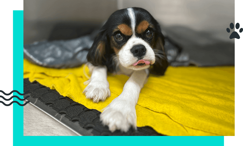 Behavioural Consultations