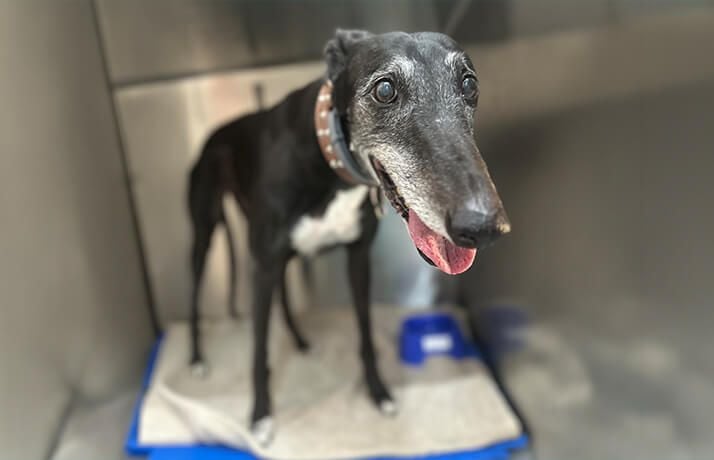 Champions for Retired Racers: Our GAP Partnership