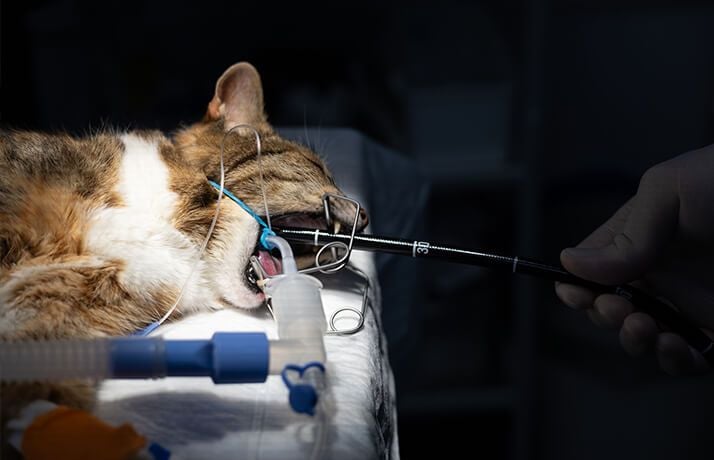 Endoscopy & Bronchoscopy