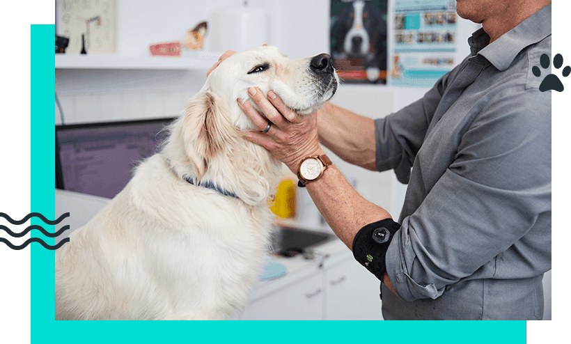 General Vet Practice Care General Vet Practice Care