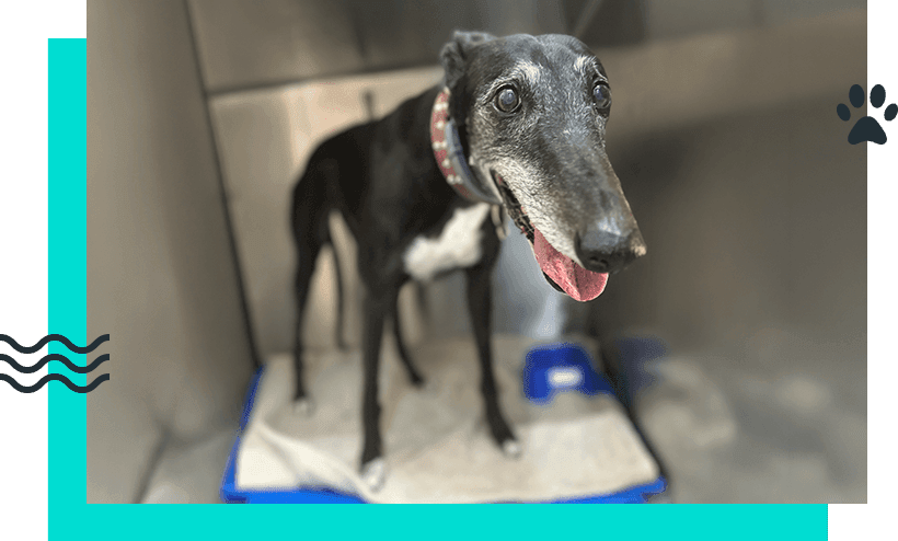 GREYHOUND HEALTH CHALLENGES