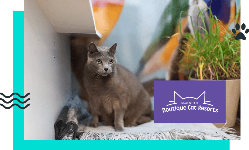 Boutique Cat Resort