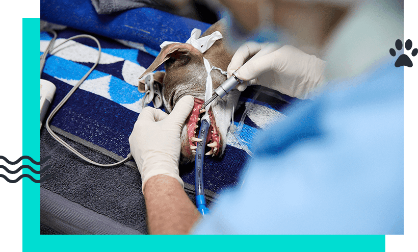 Our Vets Prioritise Safety and Comfort