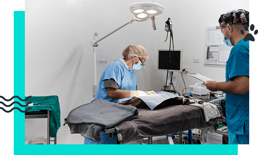 Veterinary Surgical Excellence Veterinary Surgical Excellence