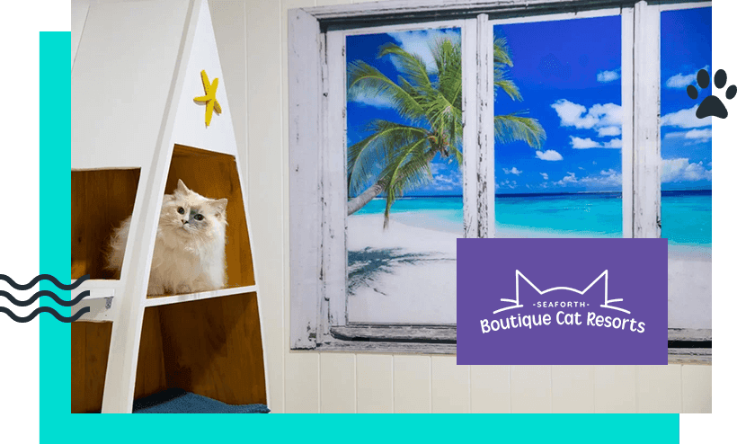 The Boutique Cat Resort
