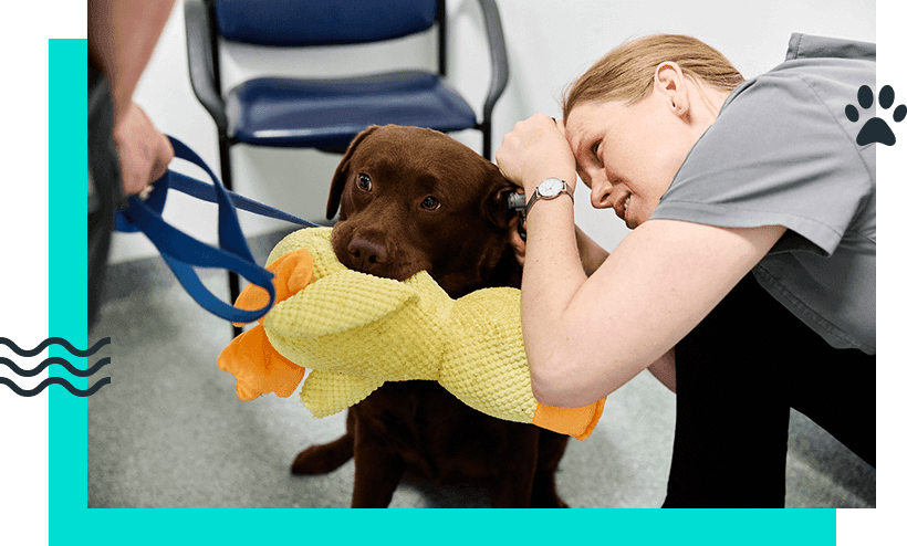 Dermatology: Skin & Ear Health