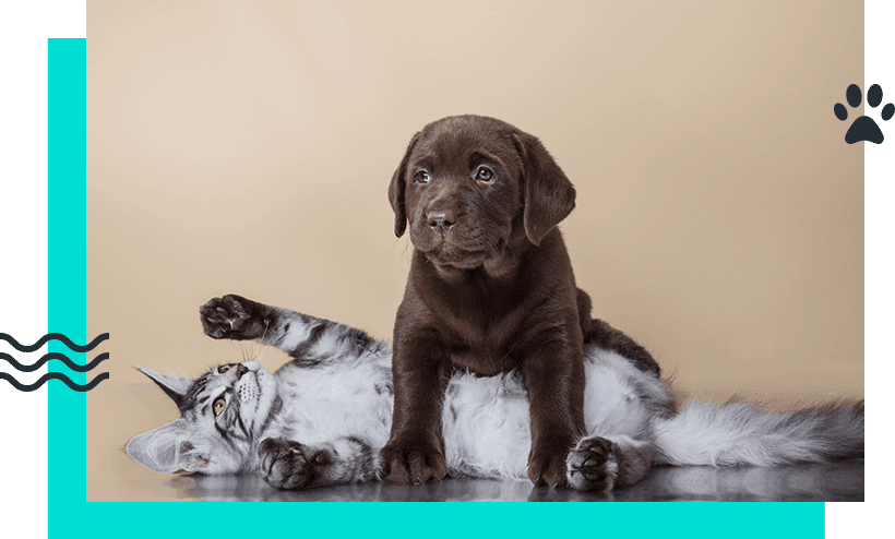 Free Kitten and Puppy Veterinary Health Check