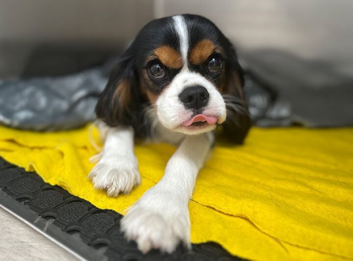 Behaviour consultations Behaviour consultations