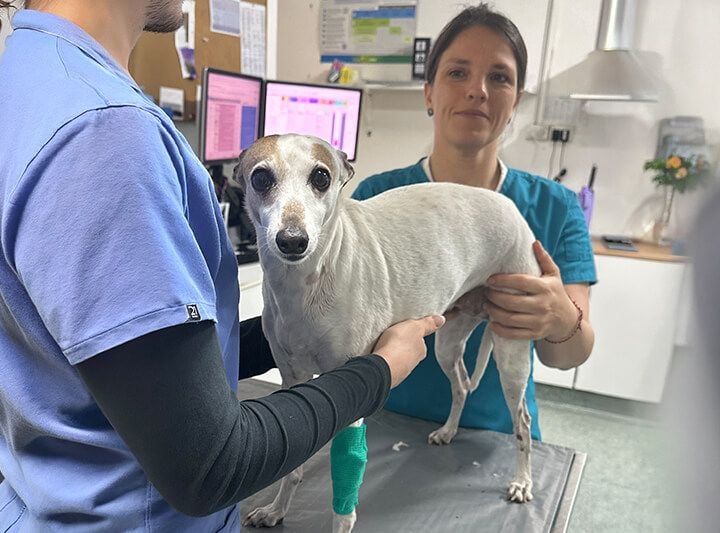 Greyhound care Greyhound care