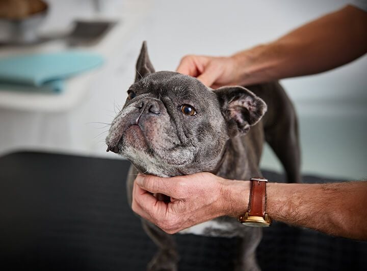 Senior Pet Care Senior Pet Care