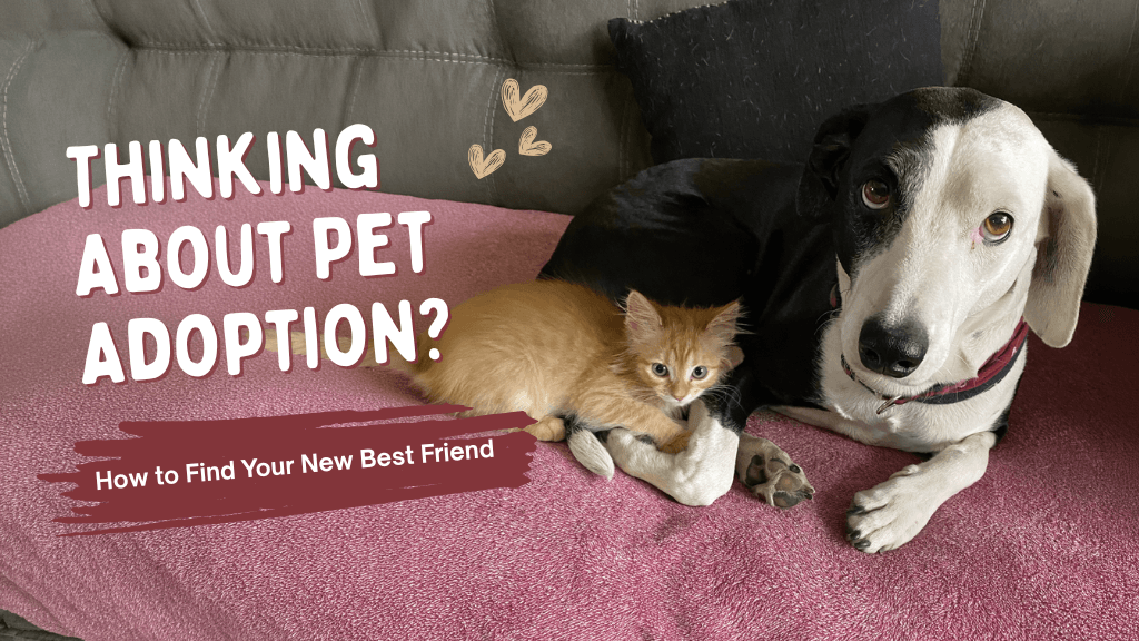 Thinking About Adopting a Pet? How to Find the Perfect Companion Thinking About Adopting a Pet? How to Find the Perfect Companion