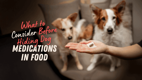 Giving Your Dog Medication in Food: What You Need to Know First