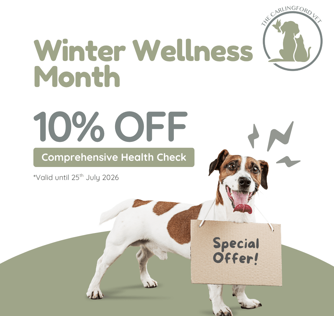 Winter Wellness Promo Winter Wellness Promo