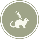Ferret Vaccinations