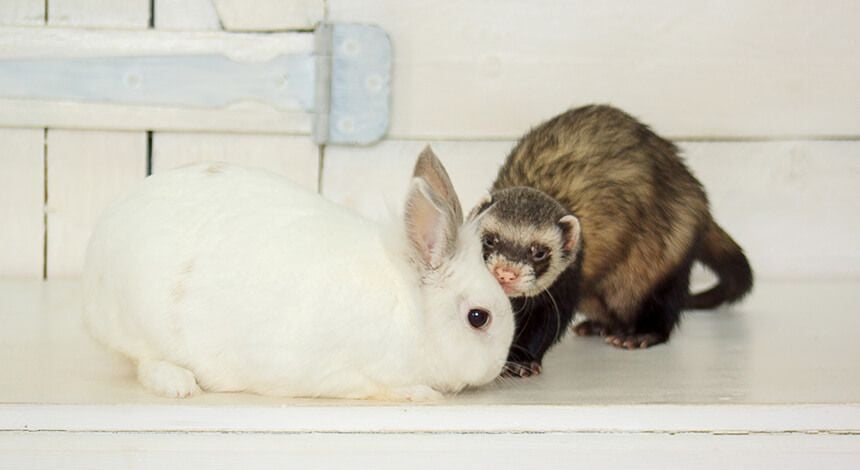 Vet For Your Pocket Pets