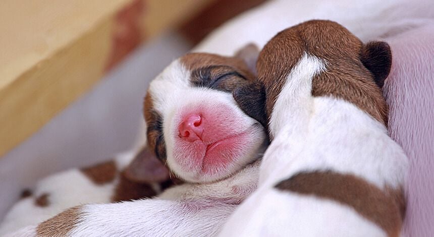 Reproduction & Breeding Reproduction & Breeding