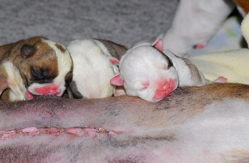 Surgical Support & Obstetrics Surgical Support & Obstetrics