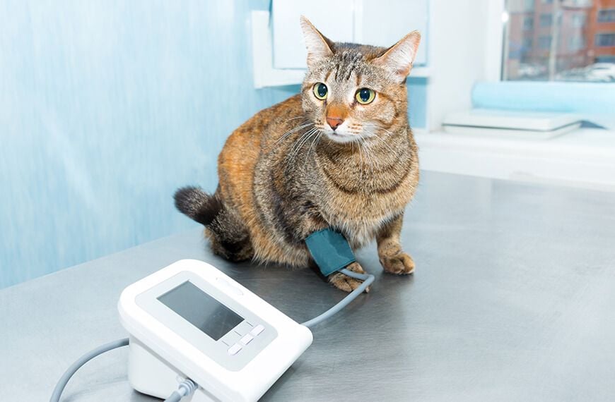 Surgical & Vital Monitoring