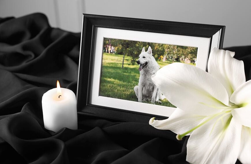 Aftercare & Cremation