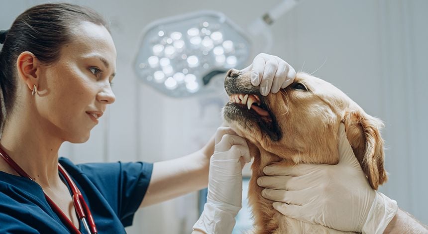 Pet Dental Care Pet Dental Care