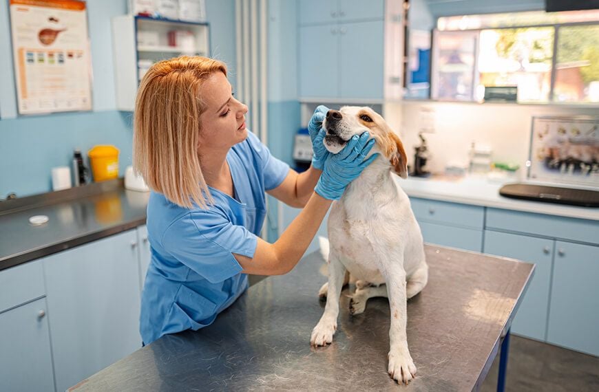 Dental check-up Dental check-up