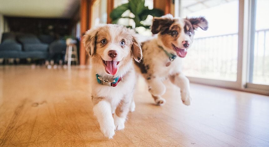 Puppy Pre-school Puppy Pre-school