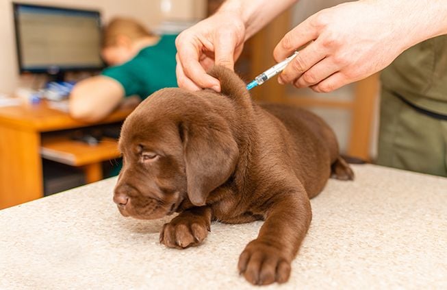 Pup is ready to learn Pup is ready to learn