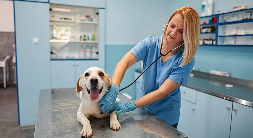 Senior & Geriatric Care Senior & Geriatric Care