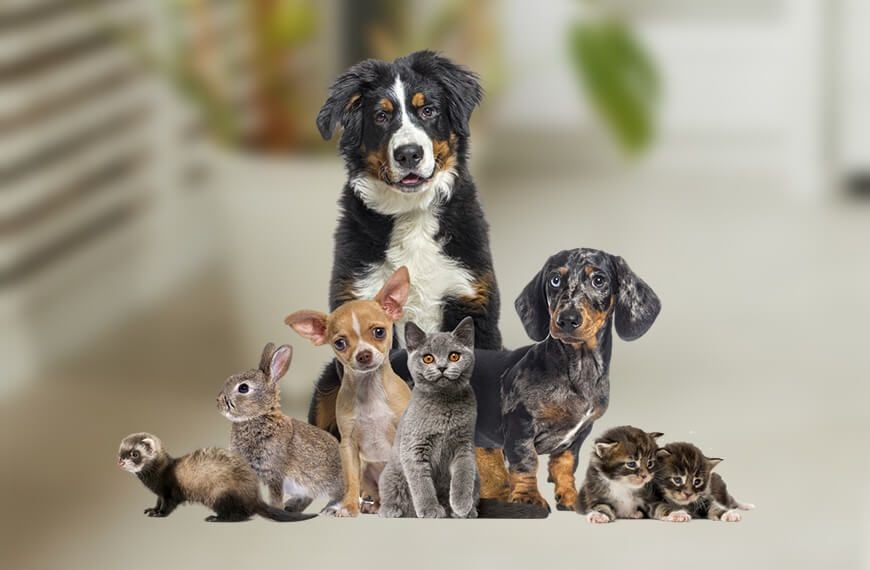 Protection for All Pets Protection for All Pets