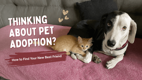 Thinking About Pet Adoption? How to Choose Your New Best Friend