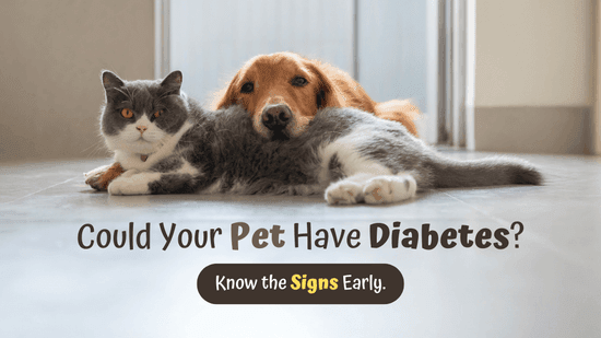 Recognising and Caring for Pets with Diabetes