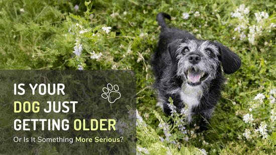 Is Your Dog Just Getting Older - Or Is It Something More Serious?