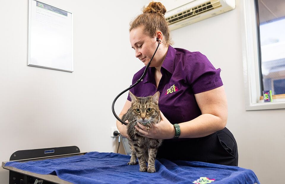 General Veterinary Care