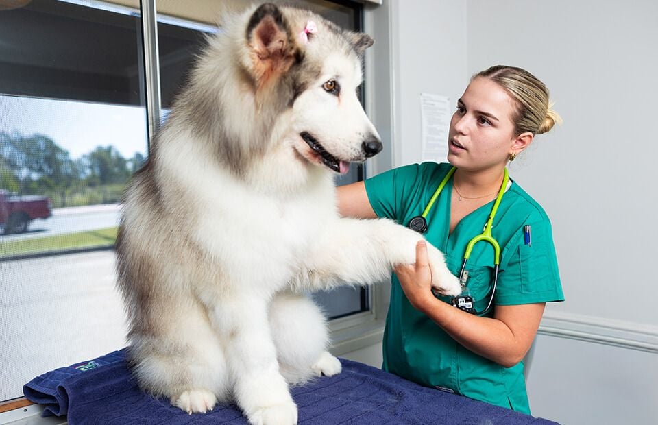 General Veterinary Care