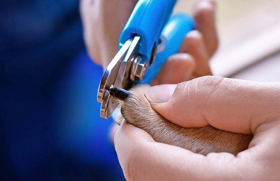 Nail Clipping
