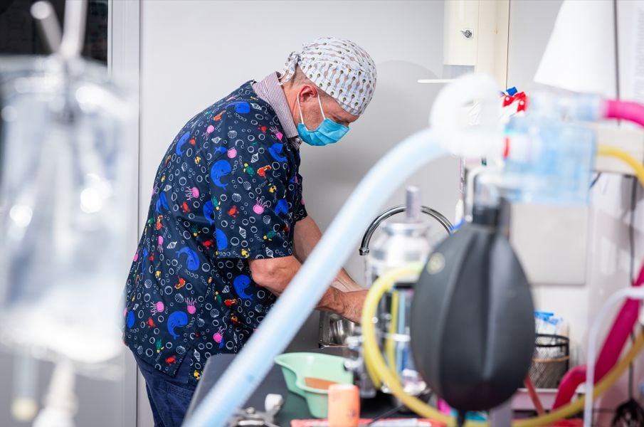 Desexing & Surgical Services