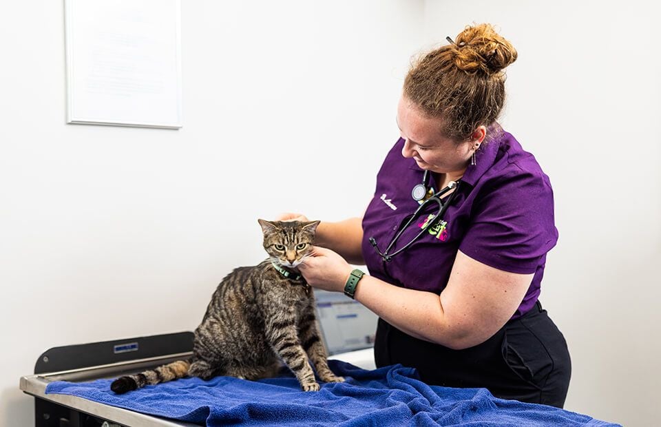 Tick, Flea, Heartworm & Intestinal Worm treatments