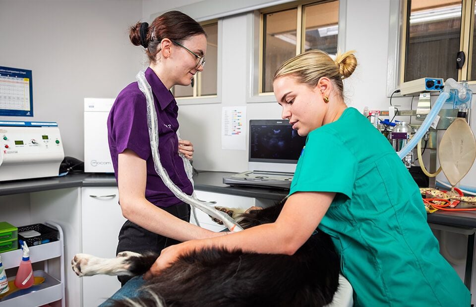 X-ray & Ultrasound imaging