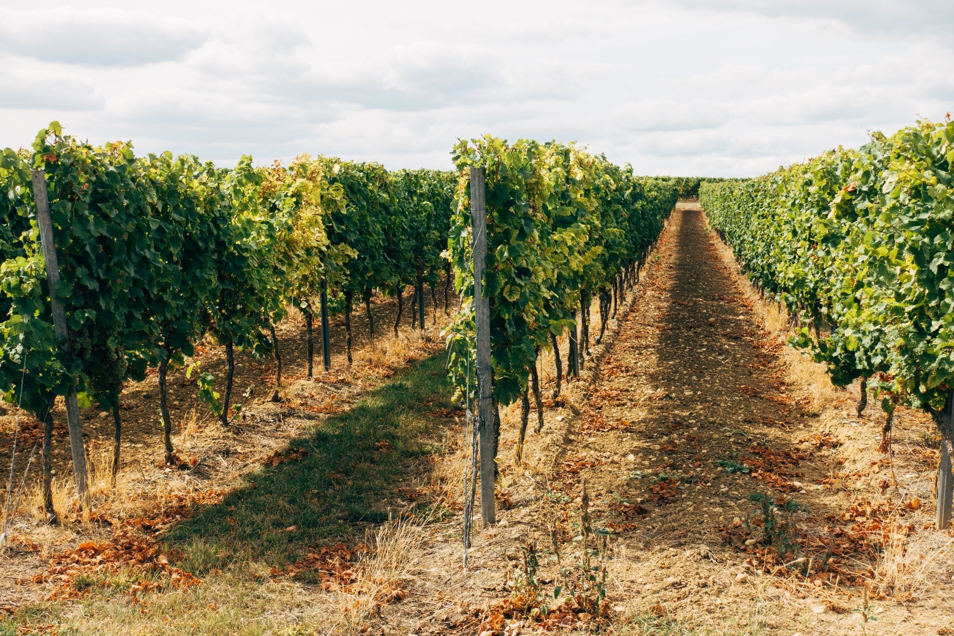 Three Family-Run Wineries That Capture the Heart of Lake Erie North Shore Wine Country