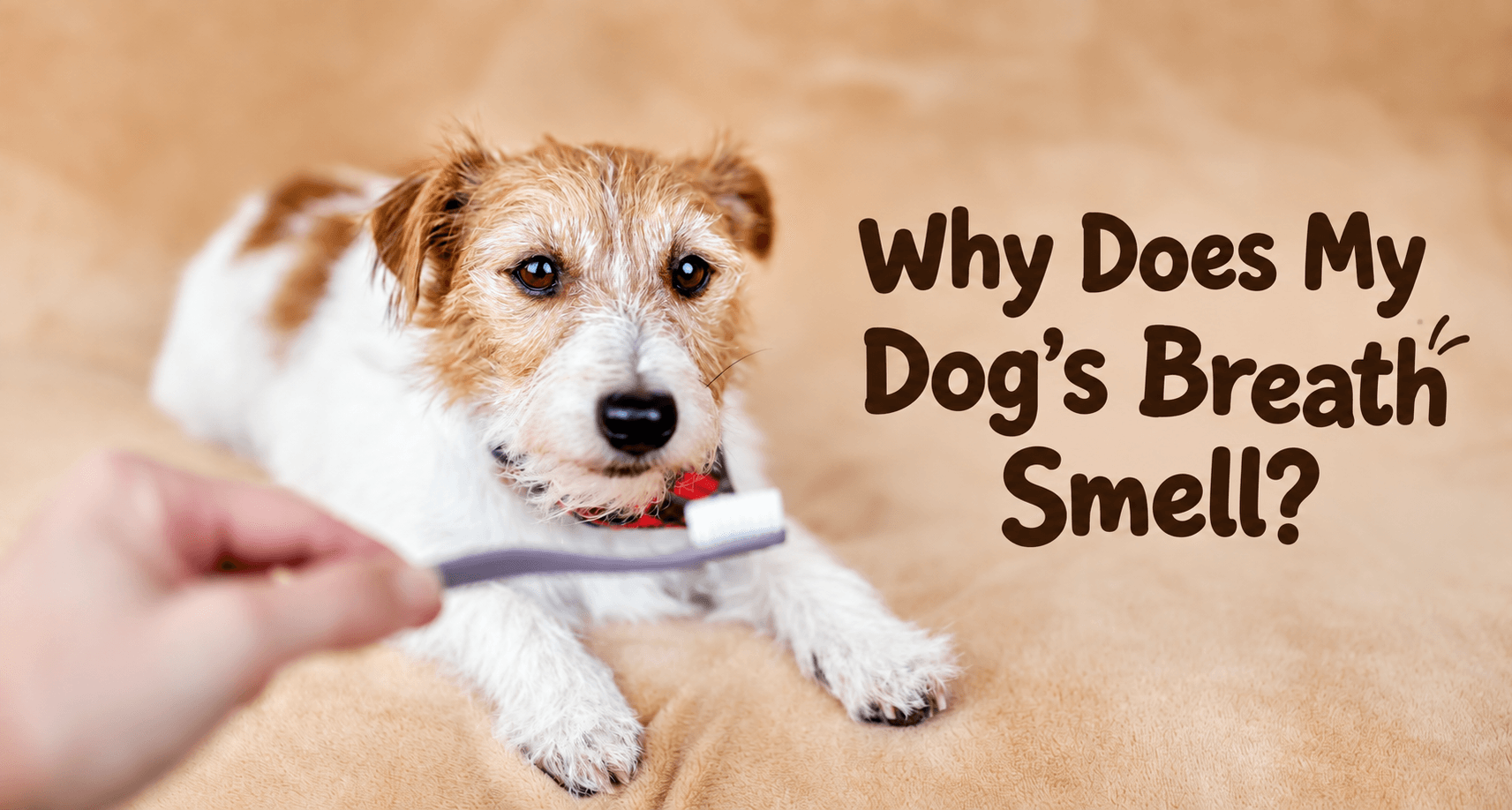 Why Does My Dog Breath Smell? When to Check Their Teeth Why Does My Dog Breath Smell? When to Check Their Teeth