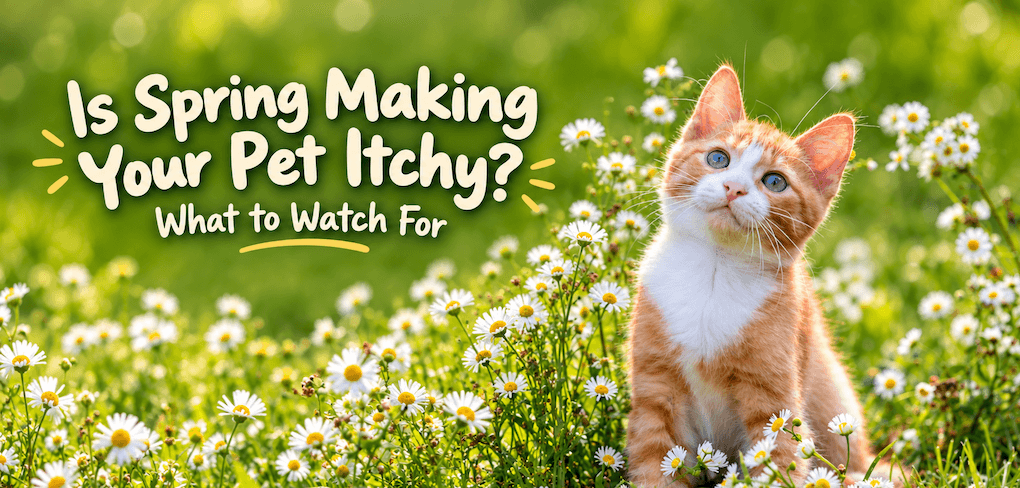 Is Spring Making Your Pet Itchy? What to Watch For