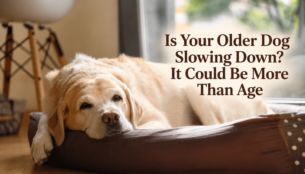 Is Your Older Dog Slowing Down? It Could Be More Than Age Is Your Older Dog Slowing Down? It Could Be More Than Age
