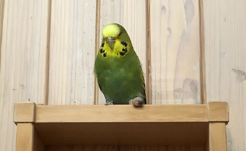 Bird and Avian Care Bird and Avian Care