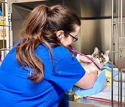 Latrobe Pet Health Checks