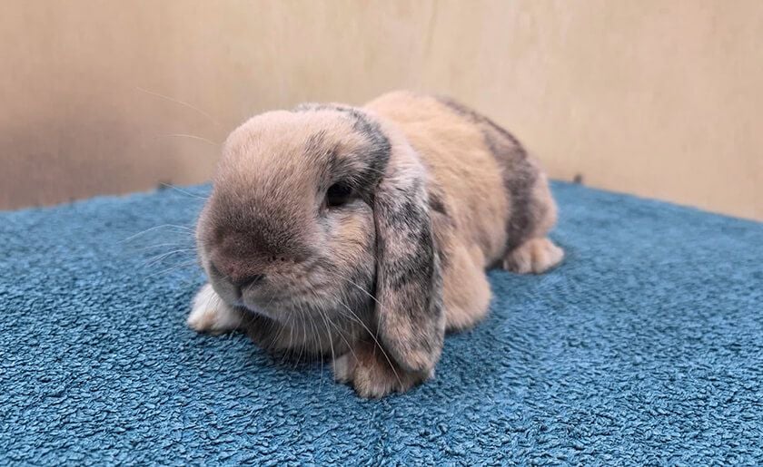 Rabbit and Small Pet Care Rabbit and Small Pet Care