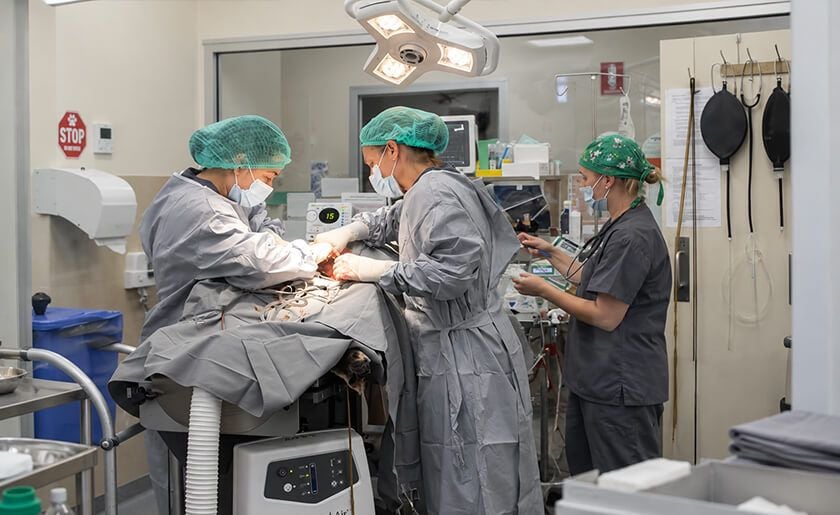 Surgical Care Surgical Care