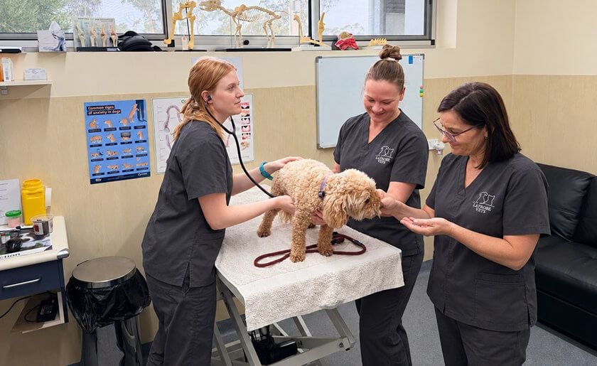 Veterinary Services at Latrobe Vets Veterinary Services at Latrobe Vets