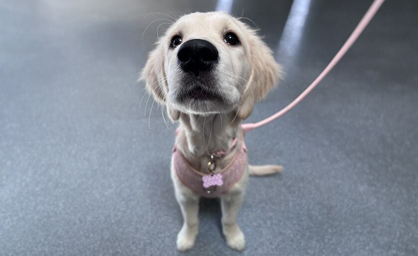 Your First Puppy or Kitten Visit Your First Puppy or Kitten Visit