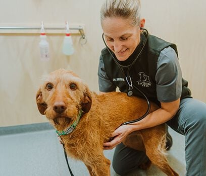Latrobe Pet Health Checks